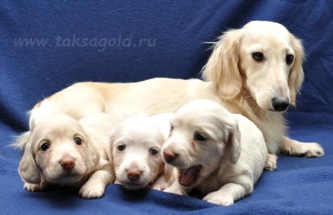 щенки кремовой кроличьей//мини таксы